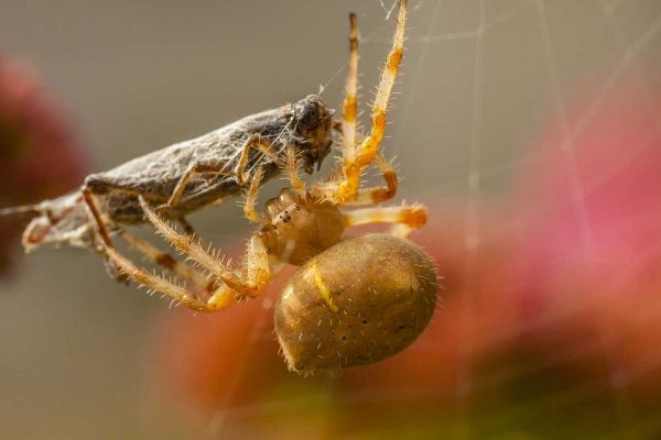 Colorado, Jefferson Co Orb-weaver spider
